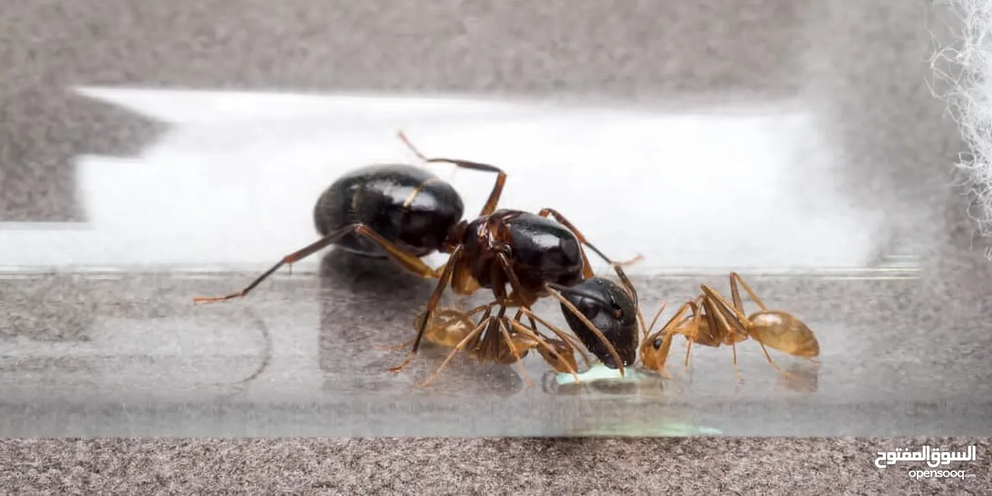 ملكة نمل النجار Carpenter ant queen