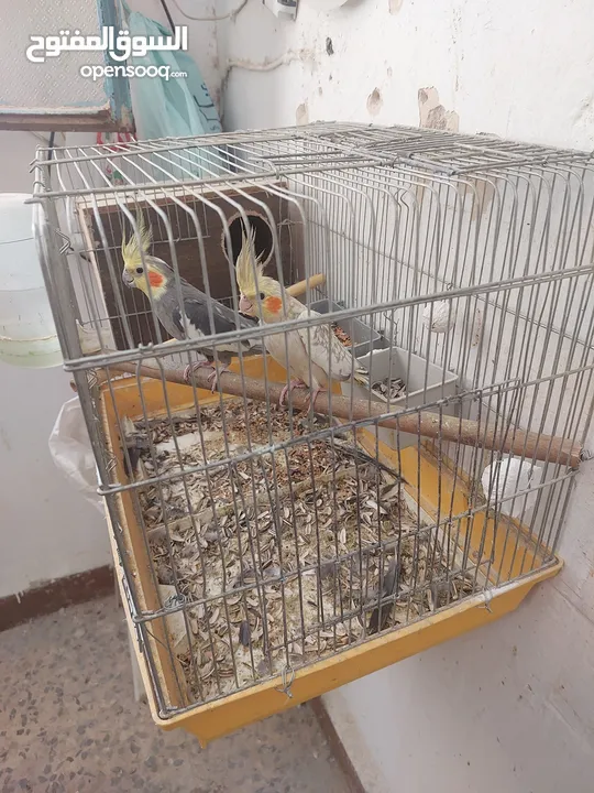 جوز كوكتيل شغلات للبدل على طيور روز الشرط شغلات  وأربع جواز حب للبيع