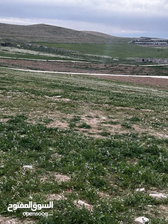 فرصة مميزة  ثلاث دنم ونصف بلعما - الزيتونة قطع سهلية تربة حمراء منطقة مزارع وشاليهات