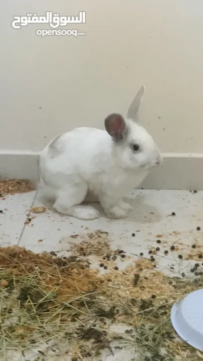 Beautiful Rabbit pair