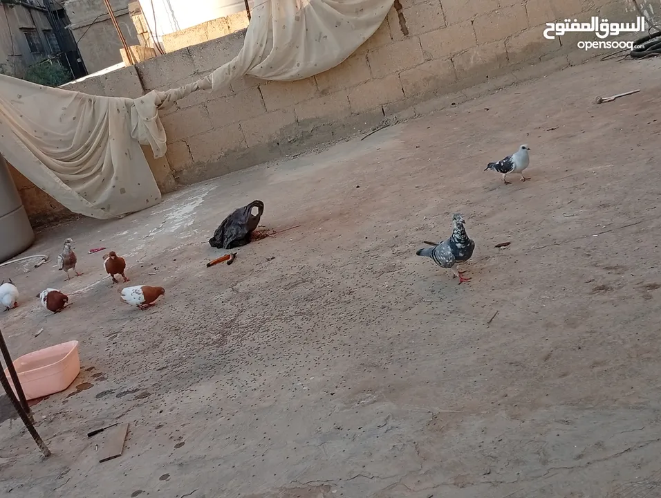 جواز حمام للبيع المستعجل وبسعر مغري جدا