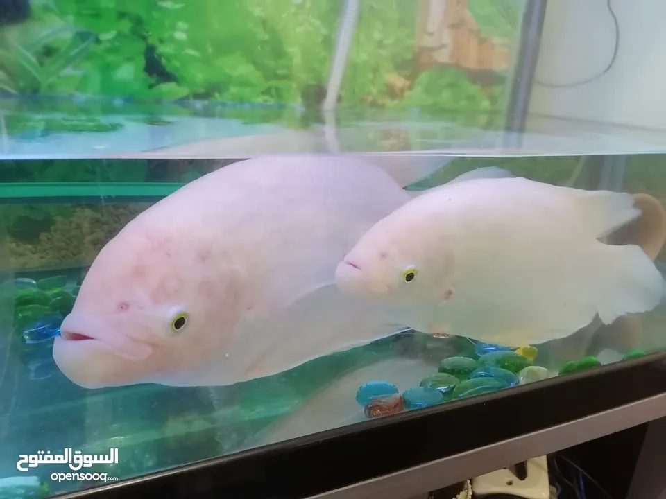 Gourami fish big and small one