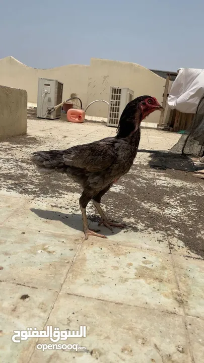 دجاج باكستانيات  شوف الوصف
