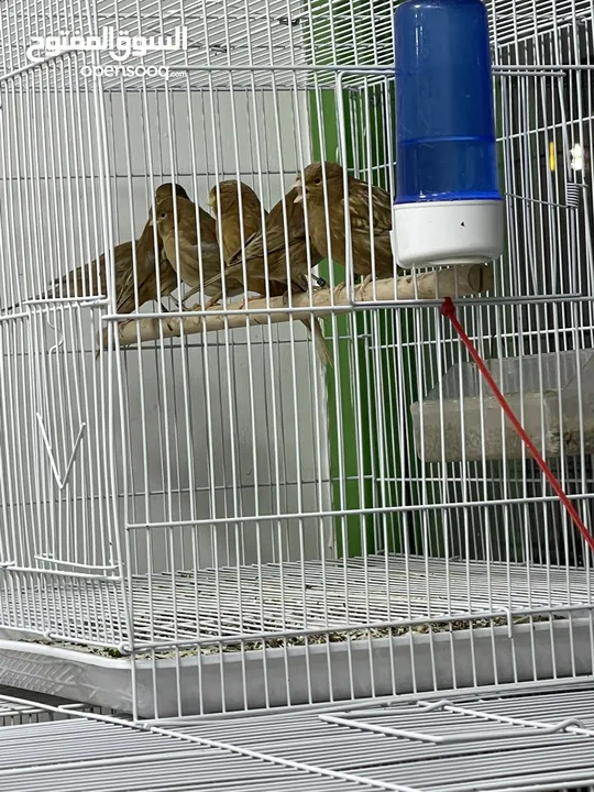 يوجد طيور كناري مميزة وجميلة في الخليل