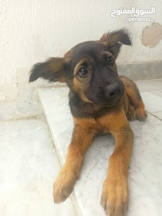 Female short hair German Shepard puppy