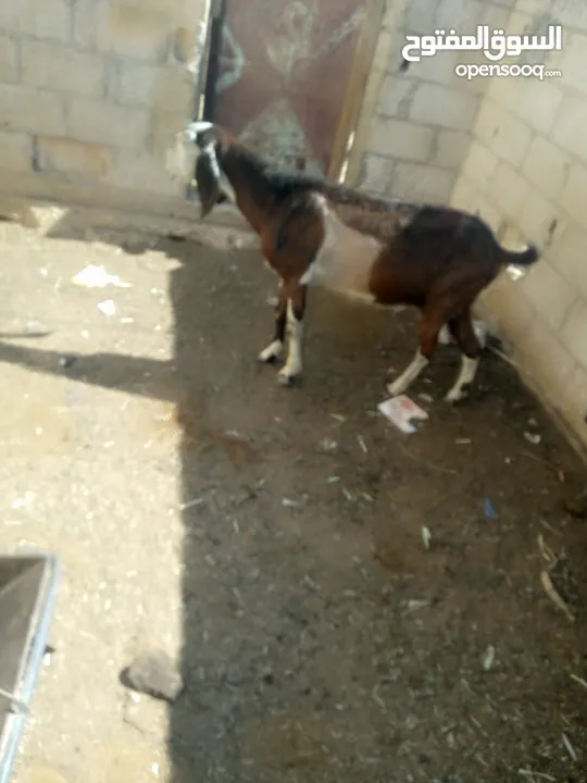 عنز لحم سن جمع نضيف ذكر الله عليها