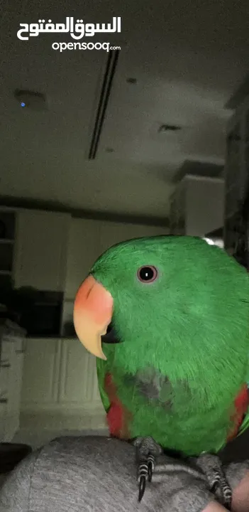 Eclectus male parrot