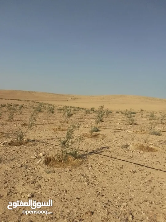 عشره دنمات للبيع