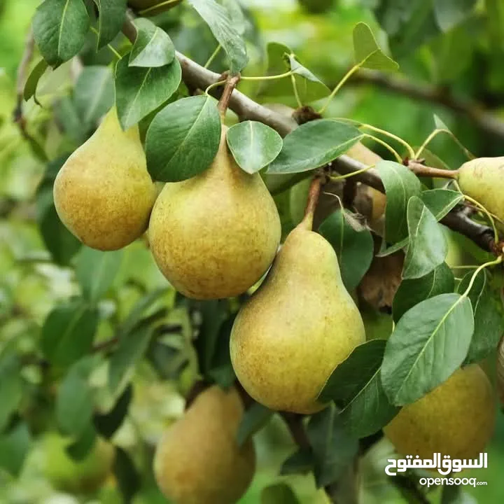 جميع انواع الاشجار  وفريق لصيانة وتنسيق جميع الحدائق والأشجار