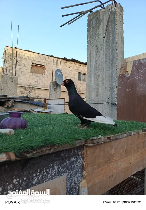 جوز مسويد سعر حرق شغال على الكفالة 07800696998