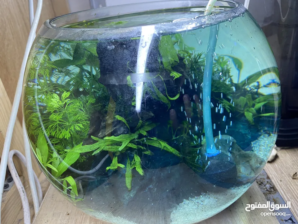 PLANTED AQUARIUM DIFFERENT SIZE AND PRICE