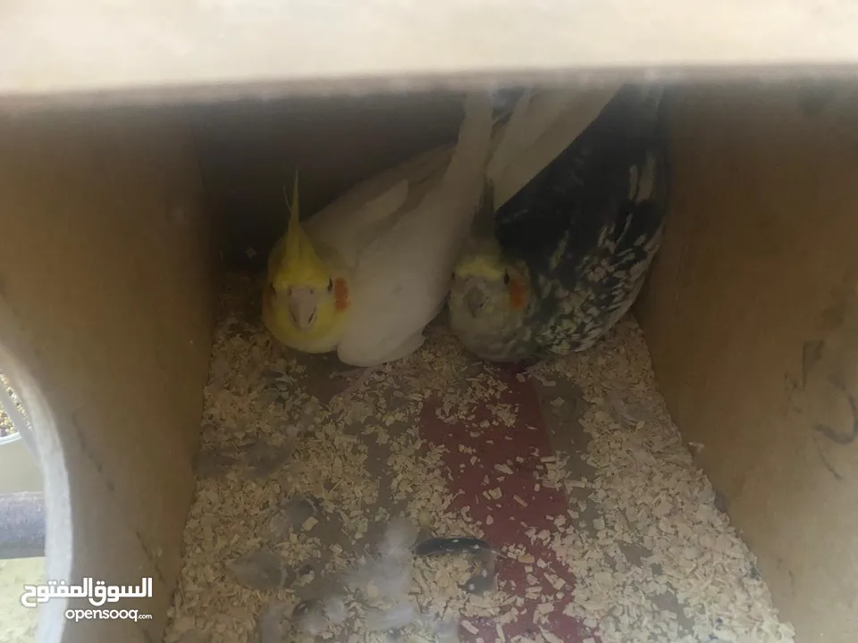 جوز كوكتيل على وجه بيض اغلب وقتهم بلكوخ