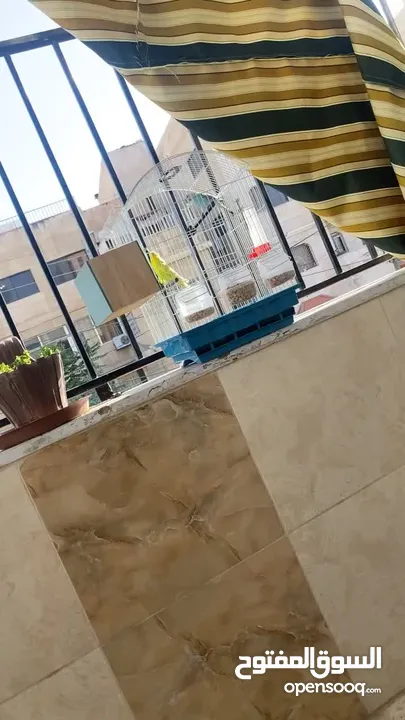 عصافير  (طيور حب زوج ) بادجي  للبيع مع القفص مع القفص البيع