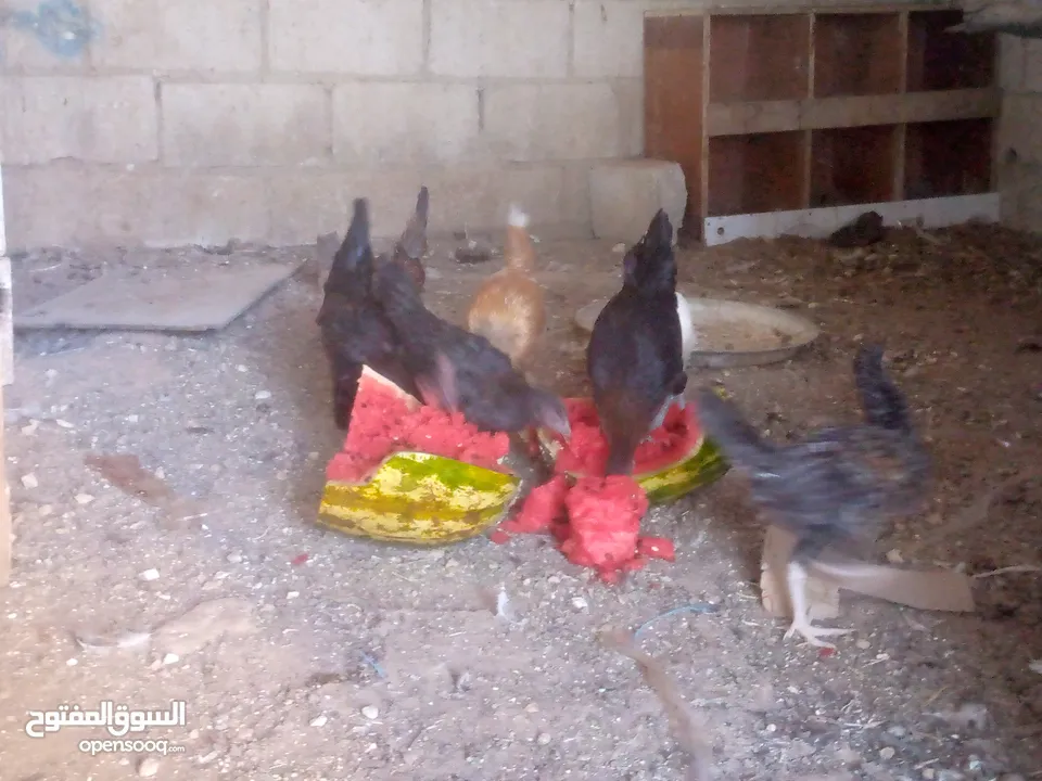 فرخات للبيع