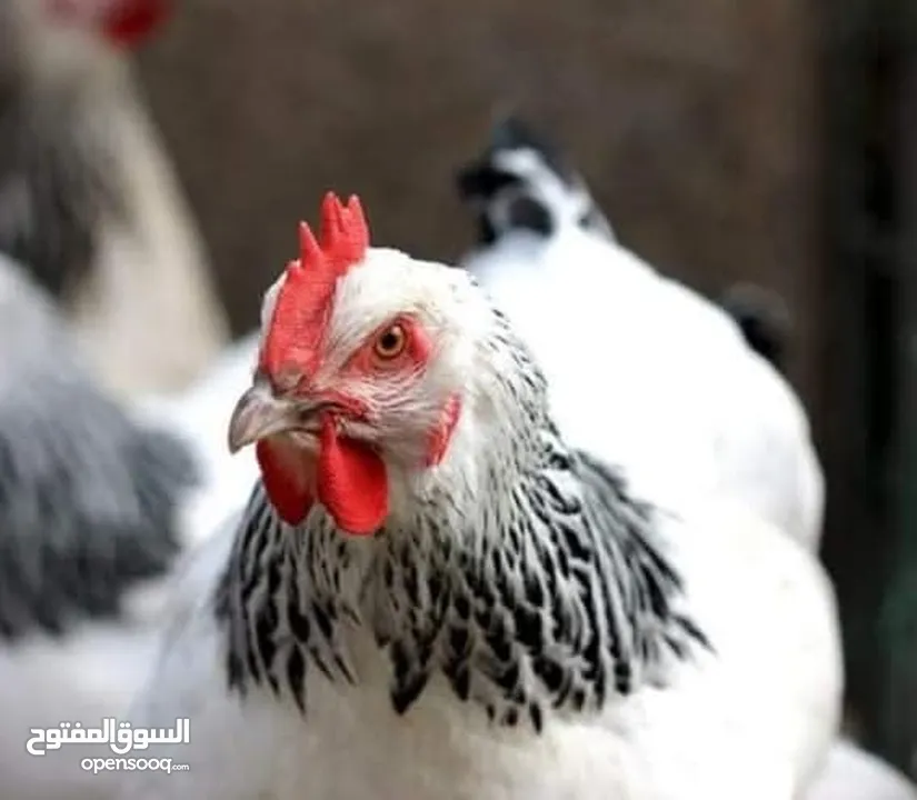 بيض دجاج ساكسو الانجليزي البياض البزرهالاصليه