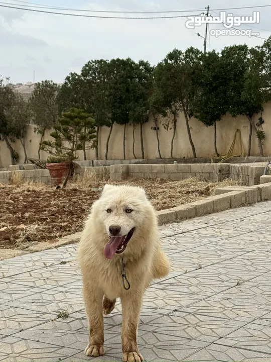 كلب هاسكي اصلي الحجم الكبير