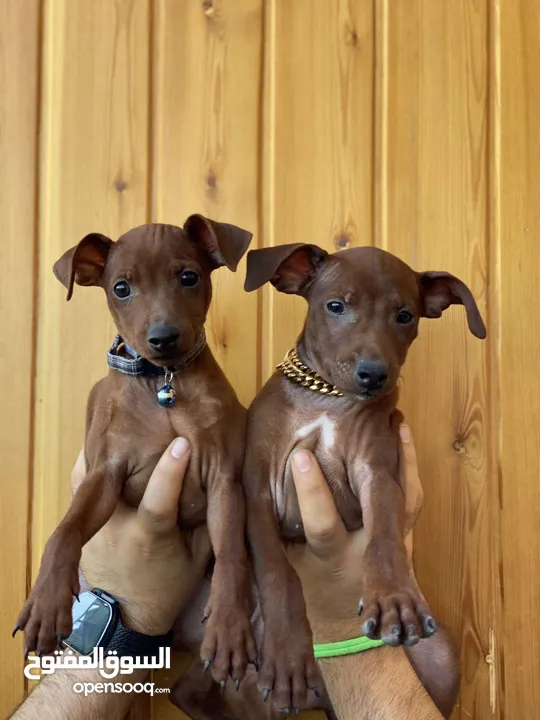 “للذوّاق فقط – Mini Pinscher بيور راقٍ ونادر