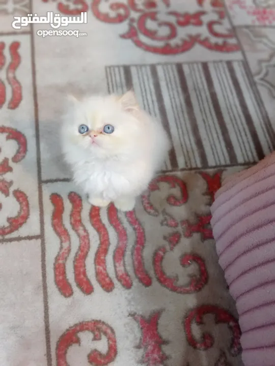 قطط هملايا بيكي فيس نقيات من ام واب