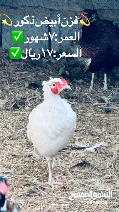 الحجل باكستاني و فزن