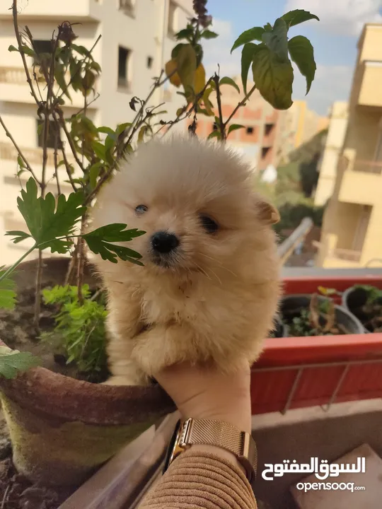 كلب بوميرينيان tea cup