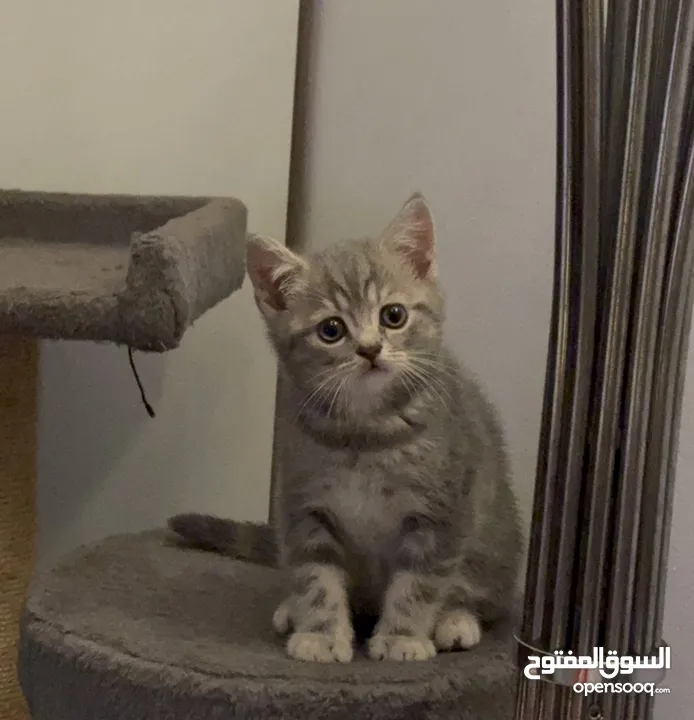 Blue Tabby British Shorthair male kitten