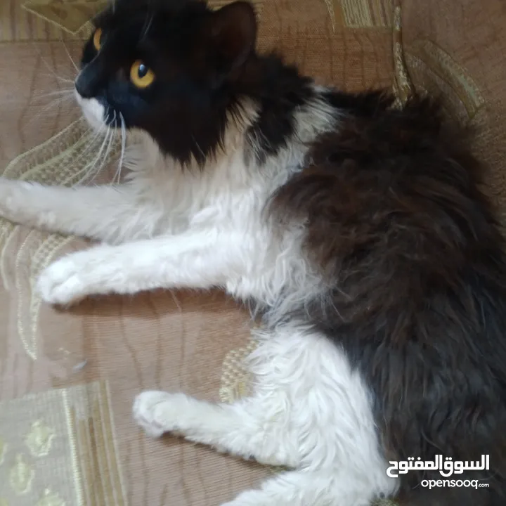 قطه ذكر نوع بيرشن اليف ترب
