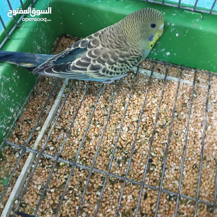 بسمله الرحمان الرحيم زوج تحتيهن ثلث فراخ   ويجي معهن ثلاثت أناث واحد ذكر بصلاة على النبي