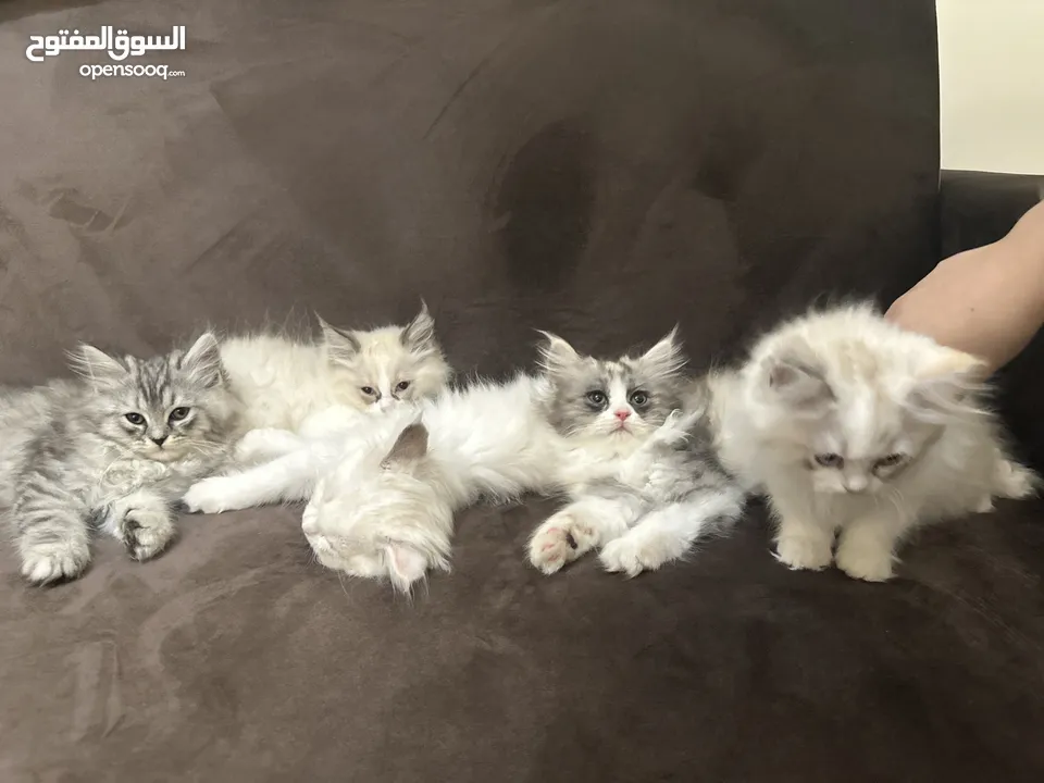 5 قطط شيرازي