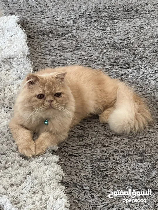 Persian Shirazi Cat Male