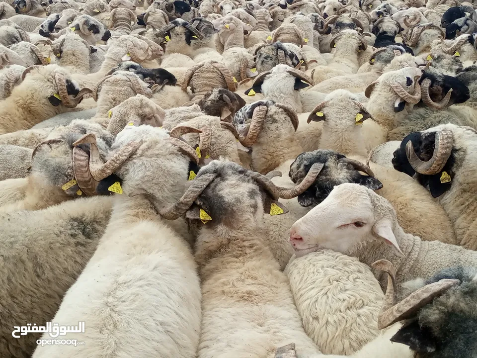 ذبح اغنام فب المنازل و المزارع و في اي موقع مع التقطيع تنظيف المكان