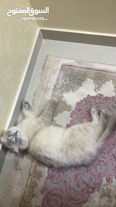 قطة هملايا مكس سكوتش فولد للبيع