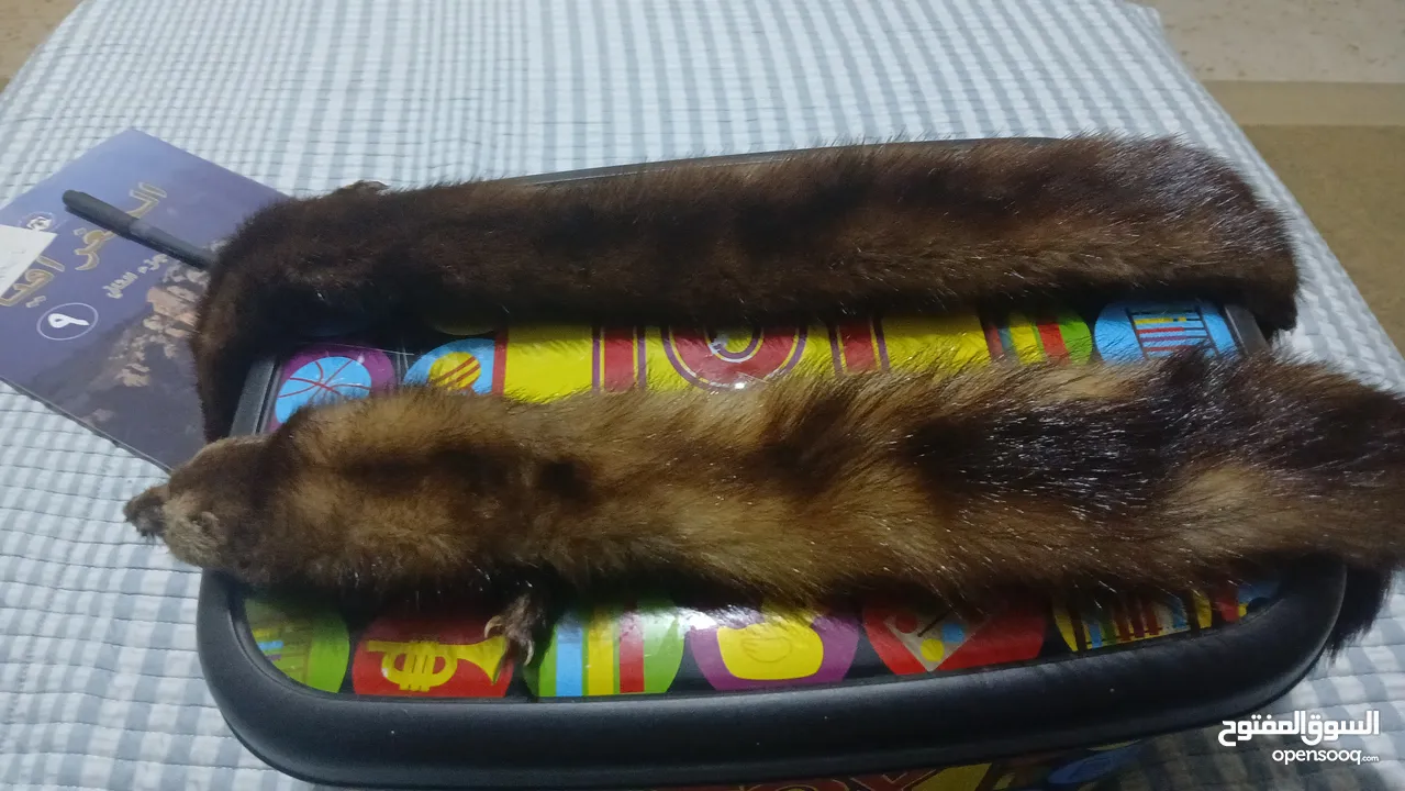 حيوان mink محنط الحيوان نادر