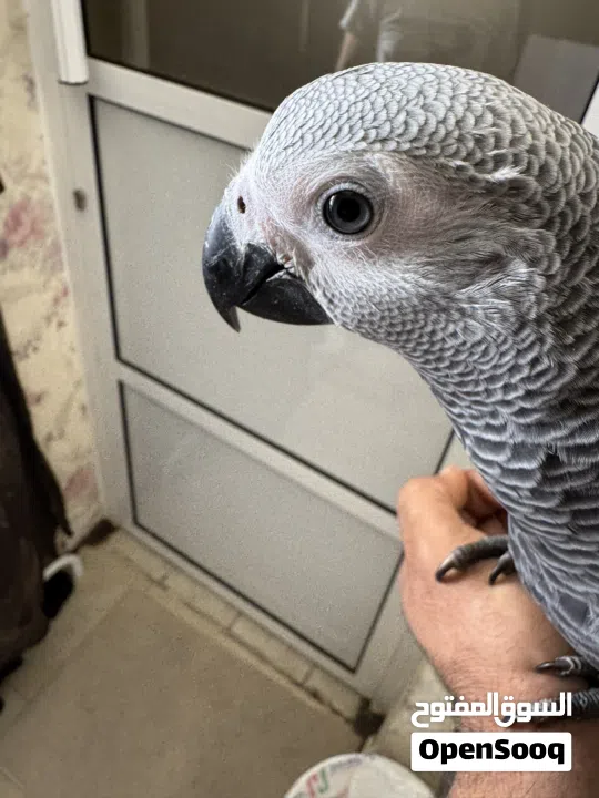 كاسيكو سوبر جامبو 5 شهور