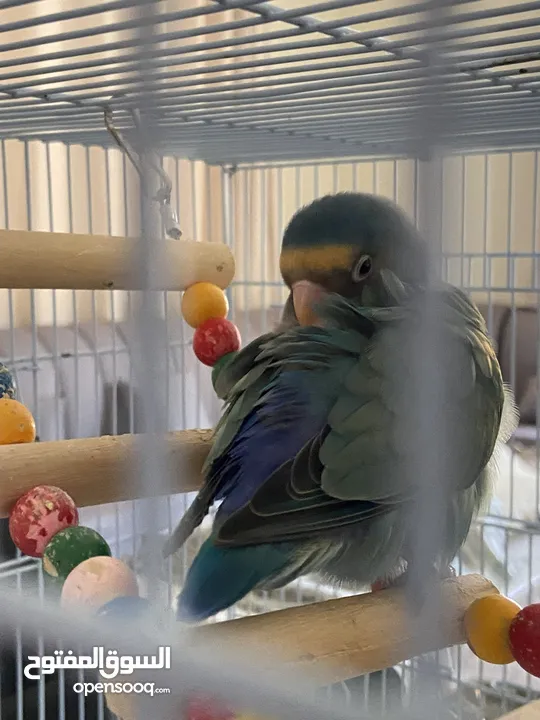 بيع طير اللوف بيرد-lovebird - طير الحب - لون أخضر - لطيف و أليف جدا -