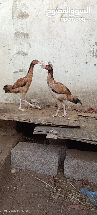مجموعة طيور دجاج باكستاني ميوالي العدد 4  ودجاج دياكه الكوشن  العدد 2 وديك باكستاني ودجاجه باكستانيه