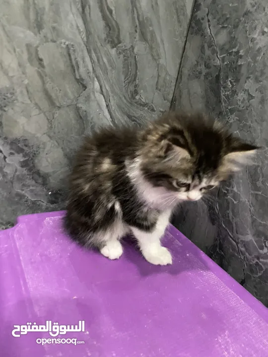 Siberian kitten/ cat