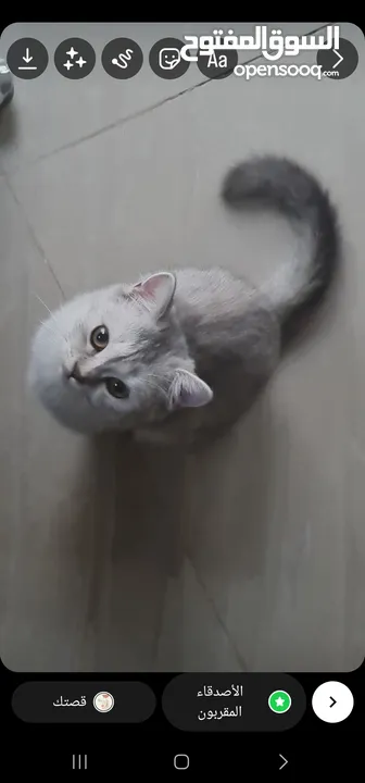 قطط كبيرة للتبني انواع مكس