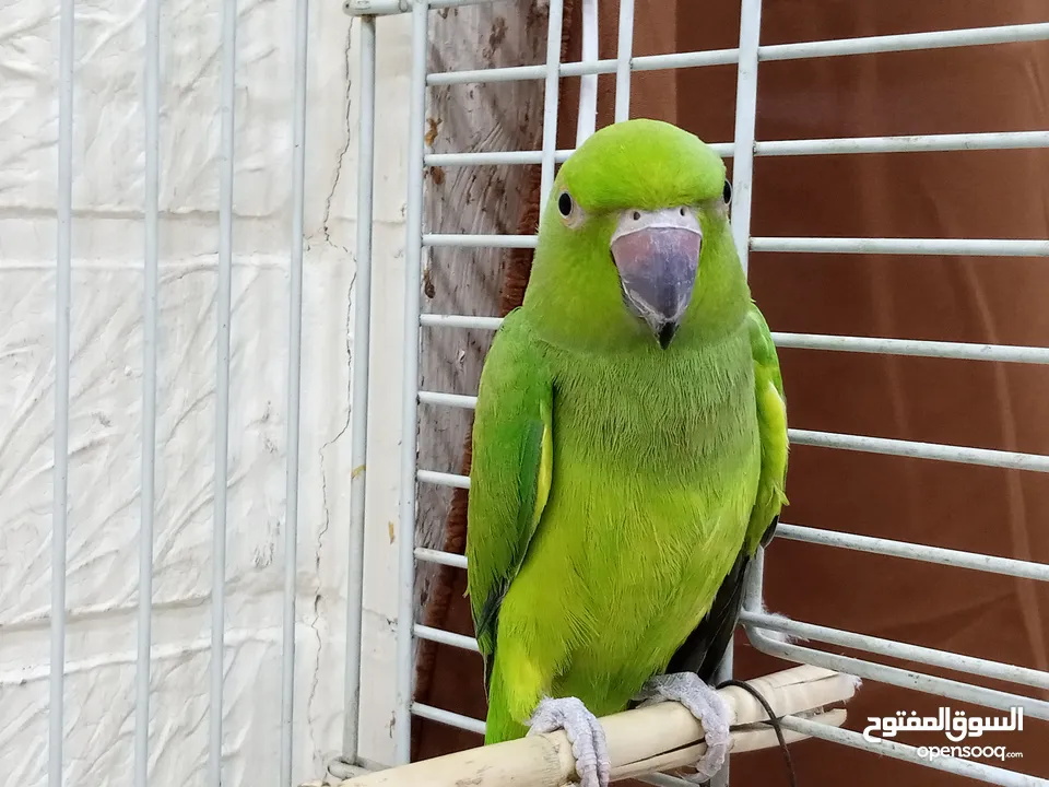 ببغاء دره هندي