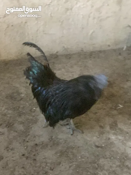 ديوك لمبرجيني و صيصان صحة و نظافة  بلدي للبيع