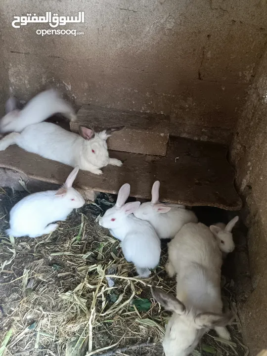 ارانب البيع ذكر و اناثي2 في معهم 3مفطومين 6على وجه افطام ومخلفات جديد البيع  كوم كامل سعاره حلوووه