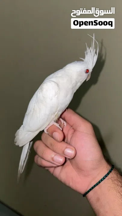 للبيع كوكتيل البينو عيون حمرة