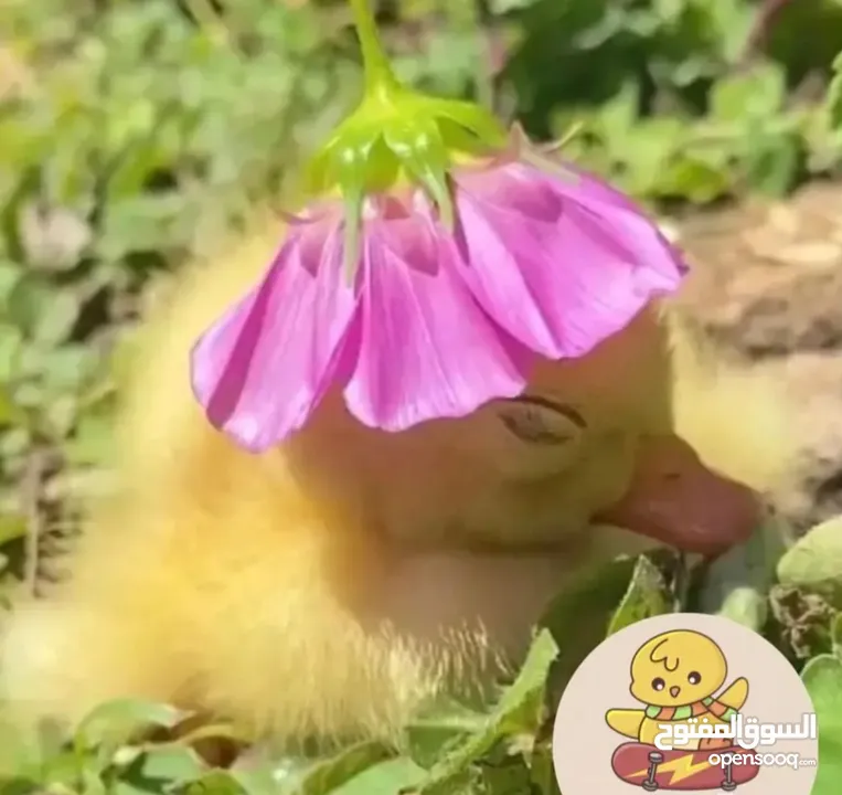 كتاكيت بط (( متجر الكتكوت الصغير ))