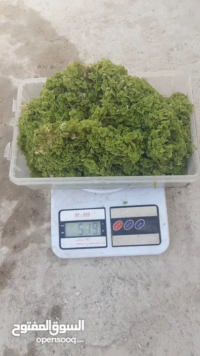 ازولا الاردنيه