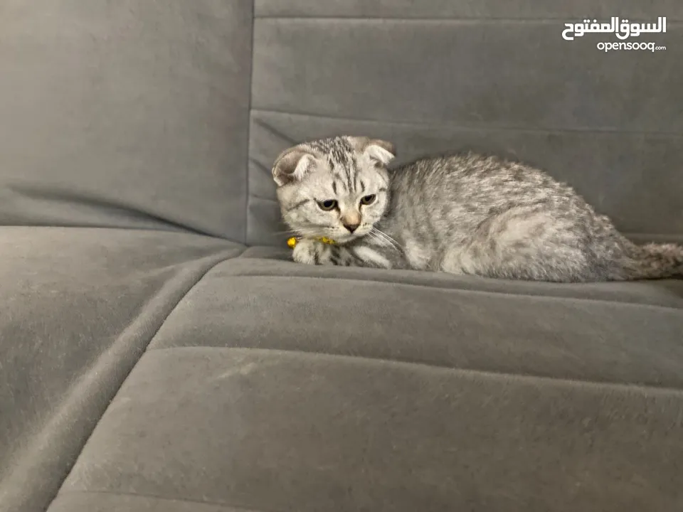 Scottish Fold and British Short Hair Kitten