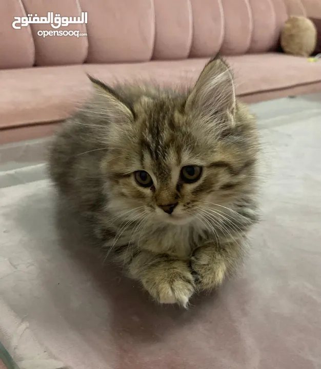 cute kitten