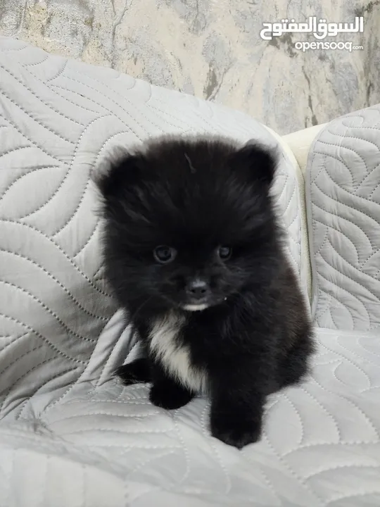 Mini Pomeranian Male puppy