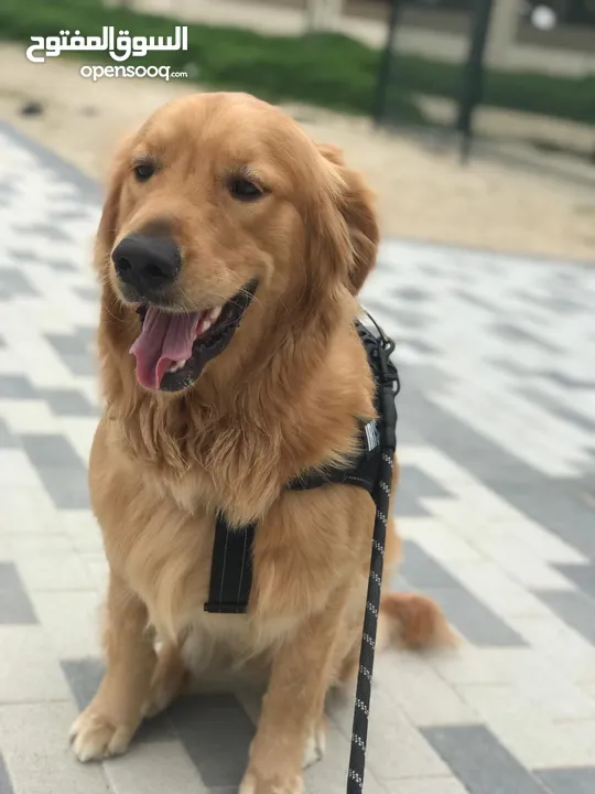 Golden retriever 1 years