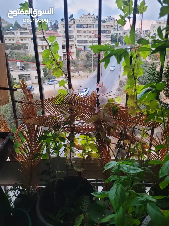 شقه للبيع او البدل على بيت مستقل