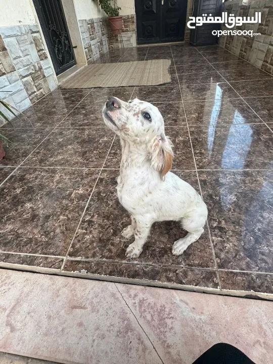 جراء صيد للبيع..سيتر