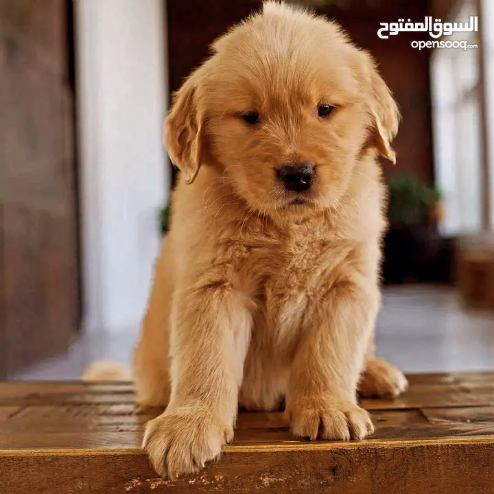 جولدن ريتريفر بريطاني آصلي  Golden retriever pure اعلى مستوى في الشرق الاوسط